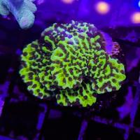 Montipora confusa 1