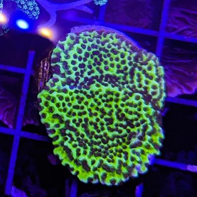 Montipora confusa 3