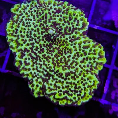 Montipora confusa 4