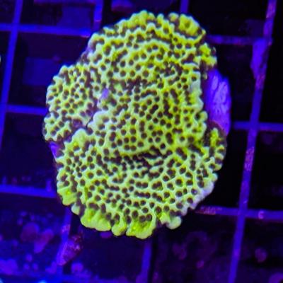 Montipora confusa 5