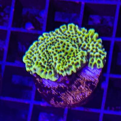 Montipora confusa 6