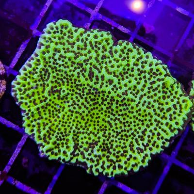 Montipora confusa 7