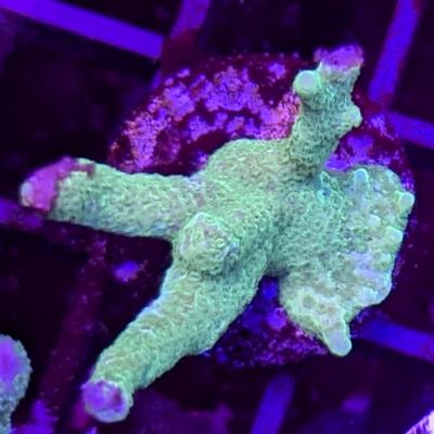 Montipora digitata vert premium 5