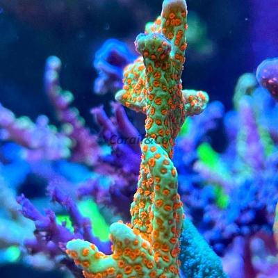 Montipora fire forest