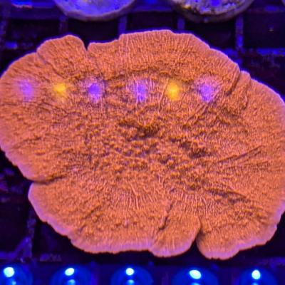 Montipora foliosa 2