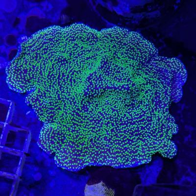 Montipora mollis 2