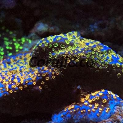 Montipora rainb