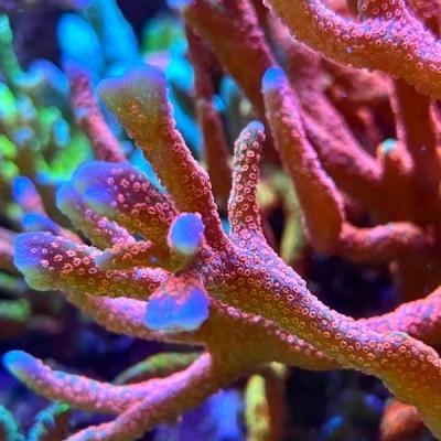 Montipora rose