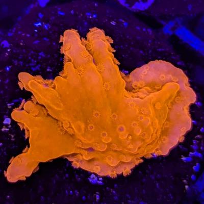 Montipora setosa 1