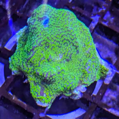 Montipora ultraman 1